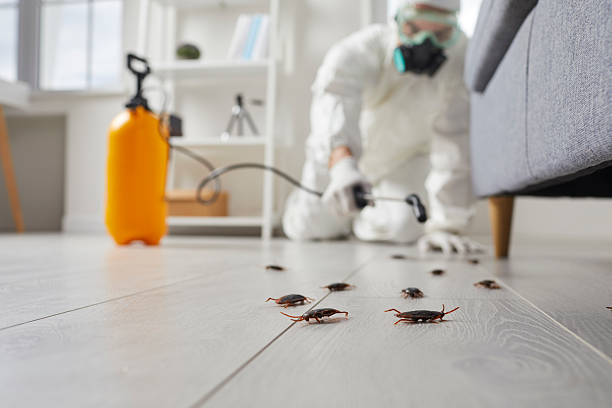 Commercial Kitchen Cockroach Control in Thermopolis